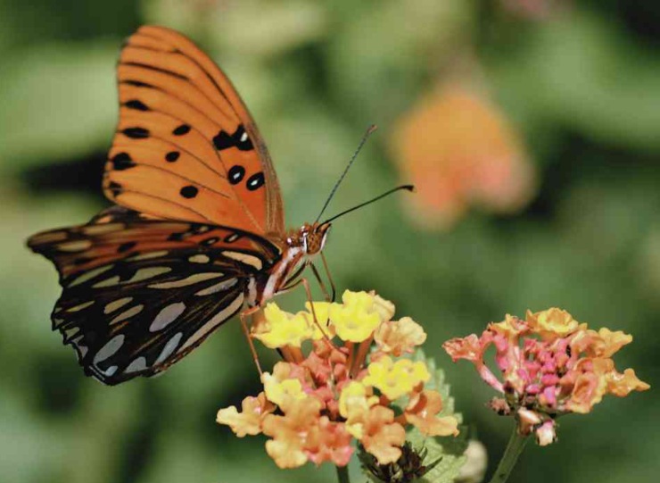 Farfalla sul fiore, sognarla ha un significato importante