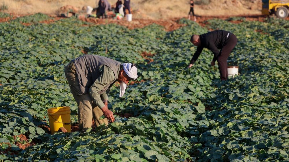 Olanda vieta l’importazione da insediamenti israeliani