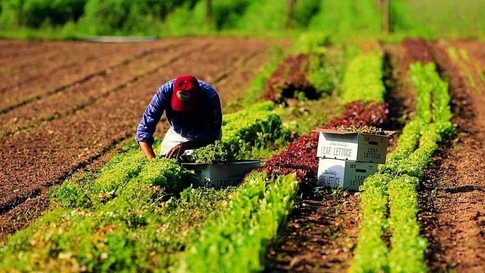 Lavoro migrante e sfruttamento: la ricerca di WeWorld svela condizioni di lavoro estreme in Emilia-Romagna