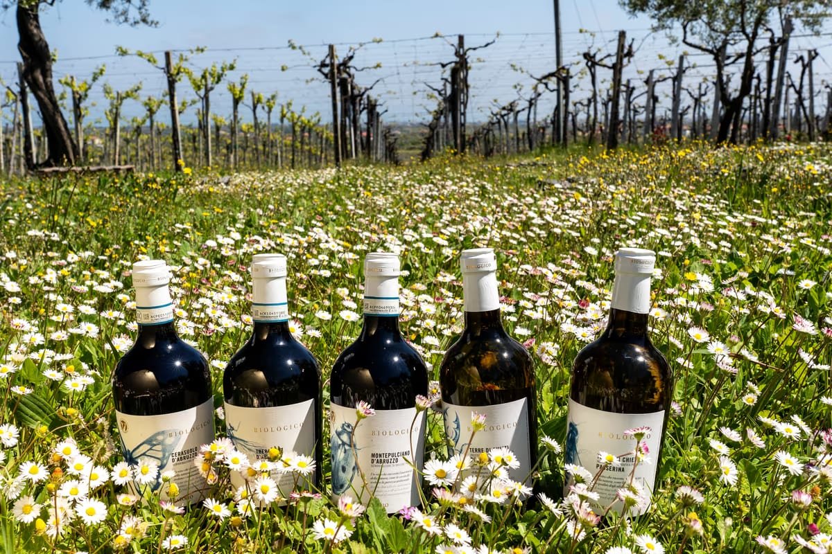 Cantina Tollo espande i vigneti: 133 ettari per il futuro del vino abruzzese