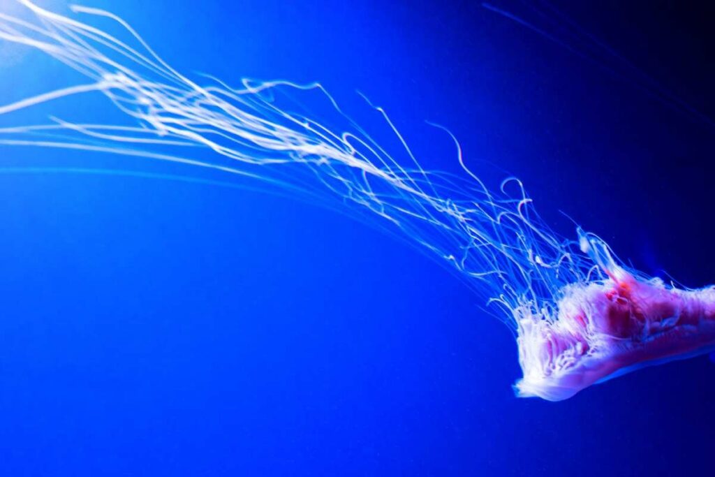 Medusa con tentacoli di 30 metri avvistata vicino alle spiagge del Massachusetts