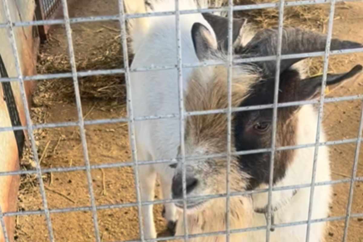 Fiocco, il capretto strappato alla sua famiglia: la proprietaria chiede il ritorno dopo il prelievo
