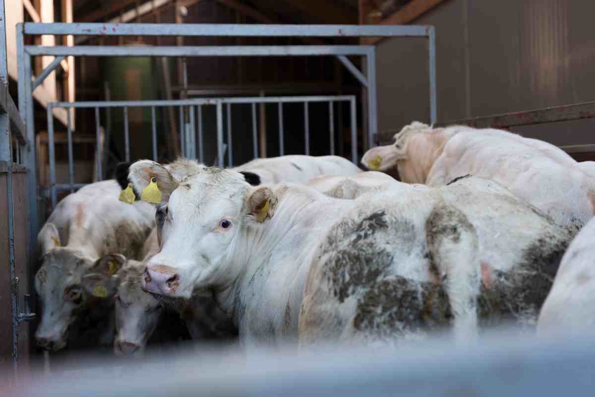 Brittany Ferries blocca trasporto di vitelli vivi: un passo verso il rispetto degli animali
