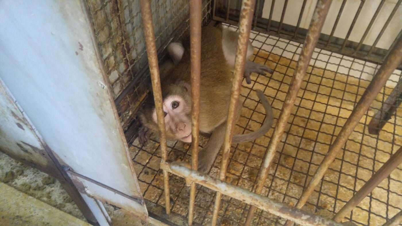 PETA denuncia conflitti di interesse di un alto funzionario USA nel commercio di animali selvaggi