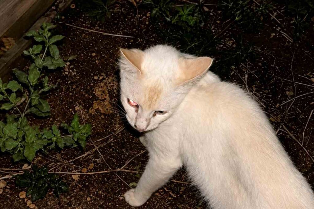 Una gatta randagia in Brasile guida una volontaria verso i suoi cuccioli