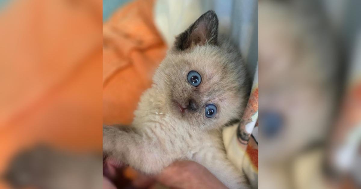 Fax, il gattino con idrocefalo, non perde il suo lato buffo