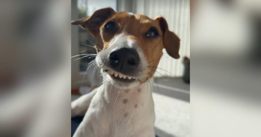 Remy, il cucciolo con il sorriso insolito, ha trovato la sua famiglia grazie a un veterinario compassionevole