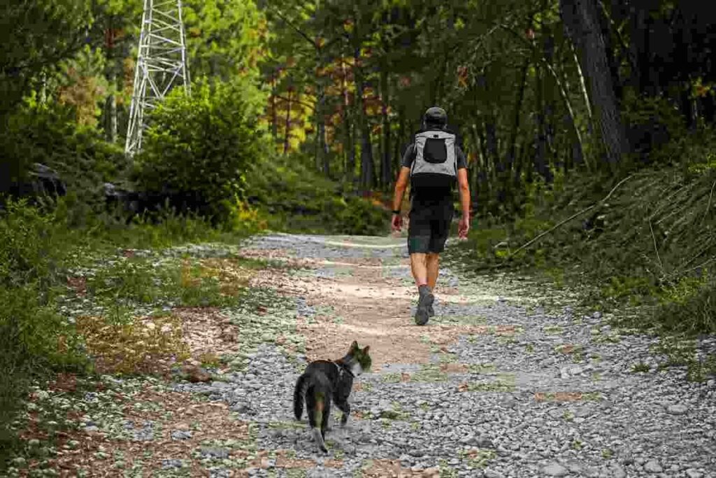 Un gatto e un pellegrino si scelgono lungo il Cammino di Santiago: un legame che cambia la vita di entrambi