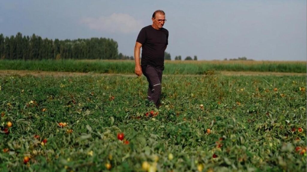 Siccità e grandine distruggono i pomodori, manodopera dimezzata in Emilia-Romagna