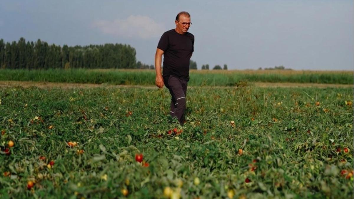 Siccità e grandine distruggono i pomodori, manodopera dimezzata in Emilia-Romagna