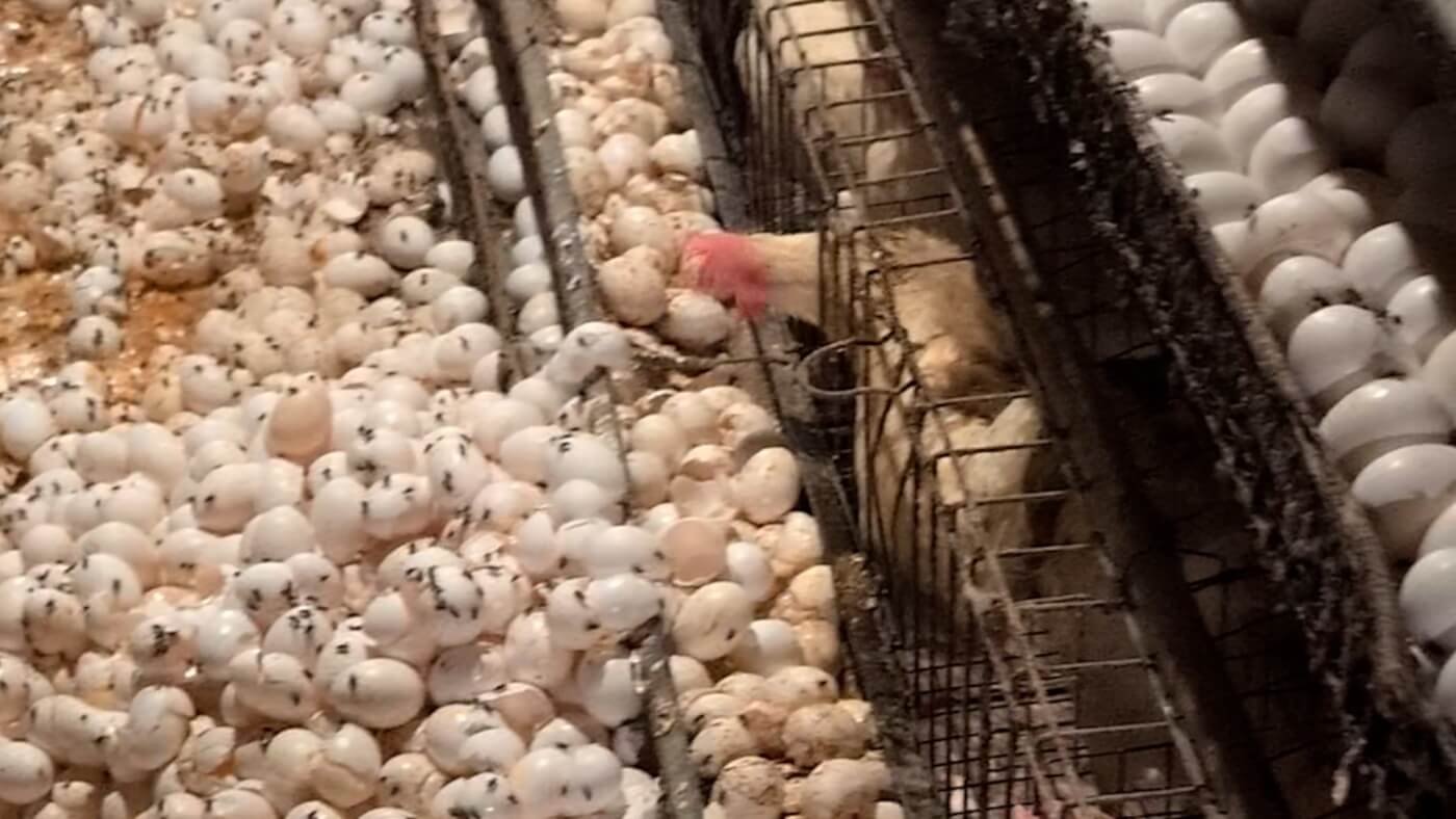Animali maltrattati e condizioni igieniche critiche segnalate in un allevamento di uova