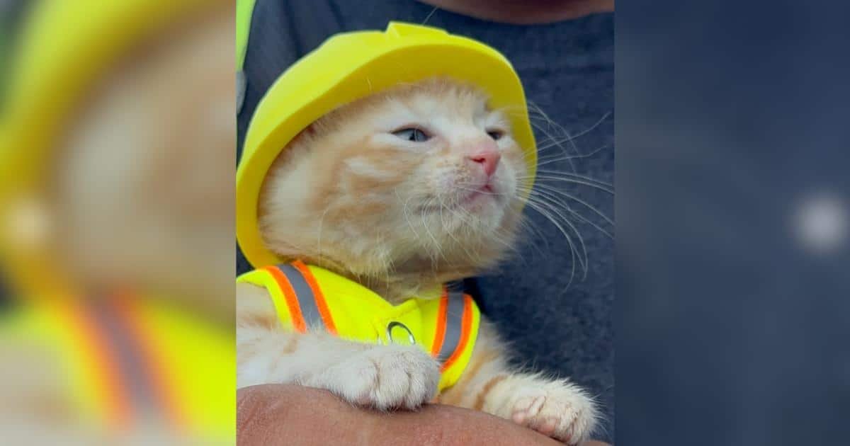 Costruttori salvano gattino intrappolato in escavatore e gli offrono un lavoro