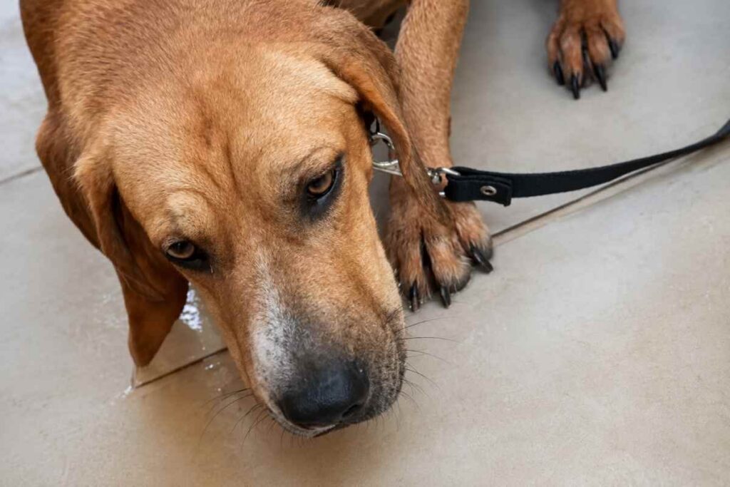 Courage, il cane traumatizzato che ha trovato casa dopo quattro adozioni fallite