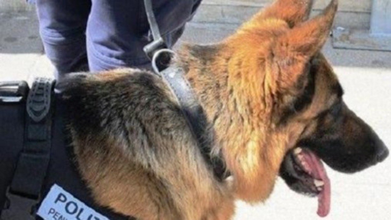 Sequestrati in carcere quasi due chili di droga e telefoni cellulari a Poggioreale
