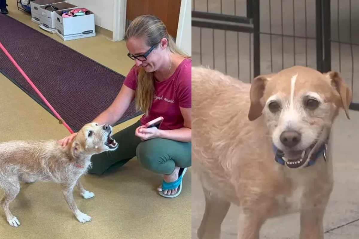 Un cane ritrovato dopo 5 anni e a 600 km di distanza: una storia a lieto fine