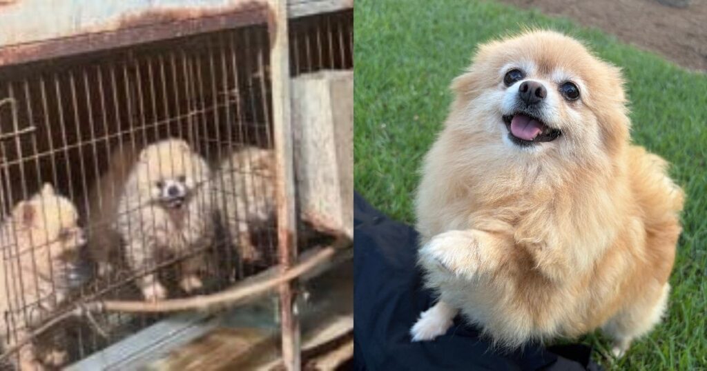 Una Pomerania ha vissuto tre anni senza una famiglia, dedicandosi solo alla produzione di cuccioli