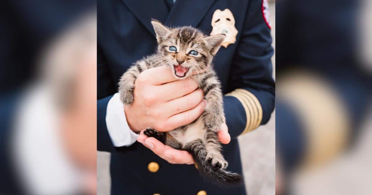 Un gatto si arrampica su un’autocarro durante la cerimonia del 11 settembre e viene salvato dai vigili del fuoco