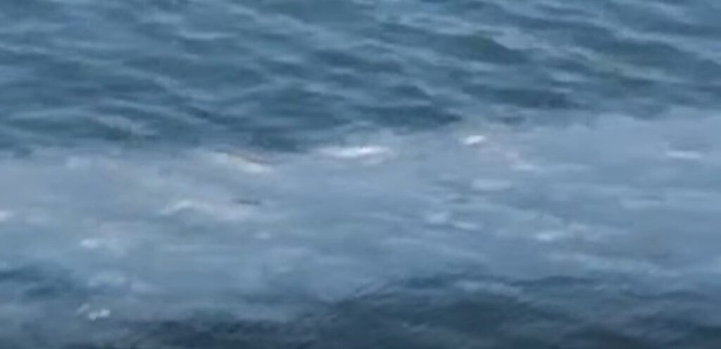 Puzza e chiazze nel mare di Bagnoli: scatta esposto per contaminazione ambientale