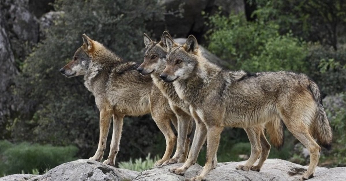 Lupo in Veneto: 27 branchi e 111-128 esemplari a Belluno, ma nessun esemplare confidente e danni agli allevamenti dimezzati in 6 anni