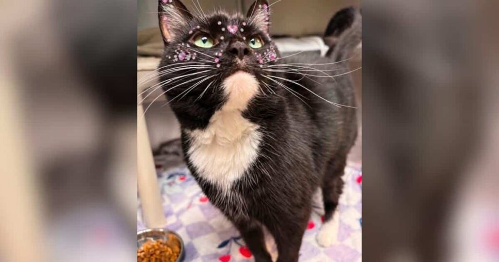 Dolly Purrton, la gatta che aspettava da 136 giorni, trova finalmente casa