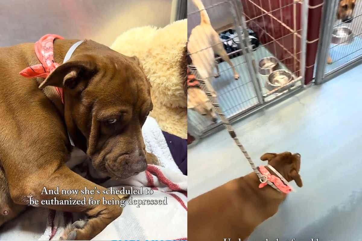 Un cane abbandonato va in depressione e si chiude in se stesso, il suo sguardo tocca il cuore di un’estranea