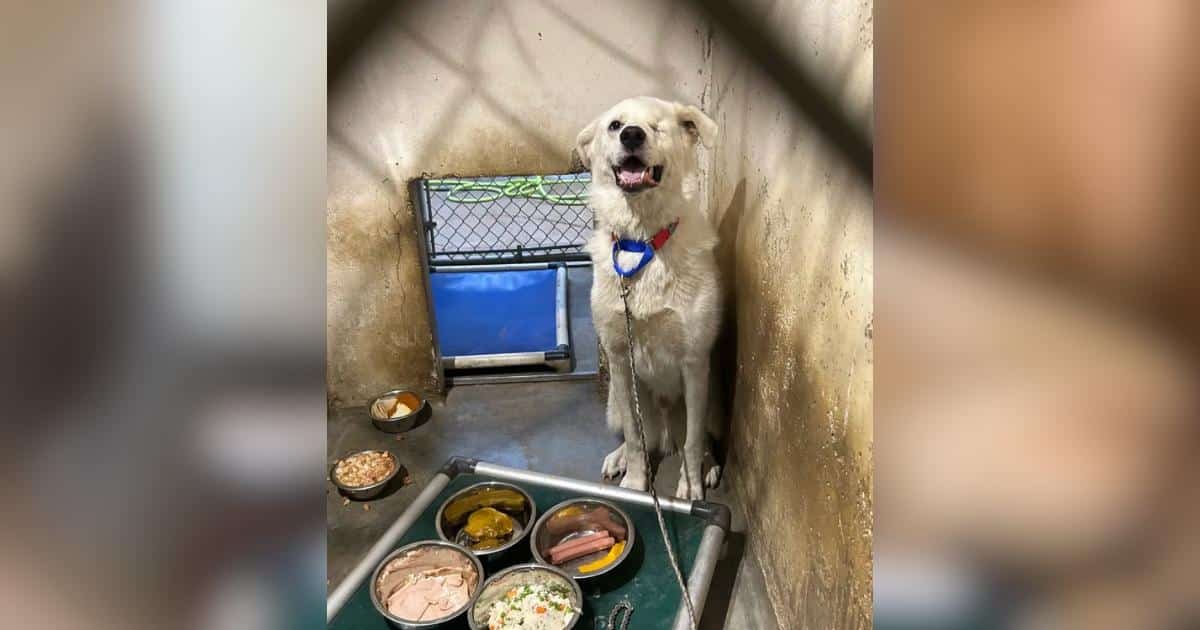 Spinach, il cane in attesa di casa, ha trovato finalmente la sua famiglia dopo 432 giorni