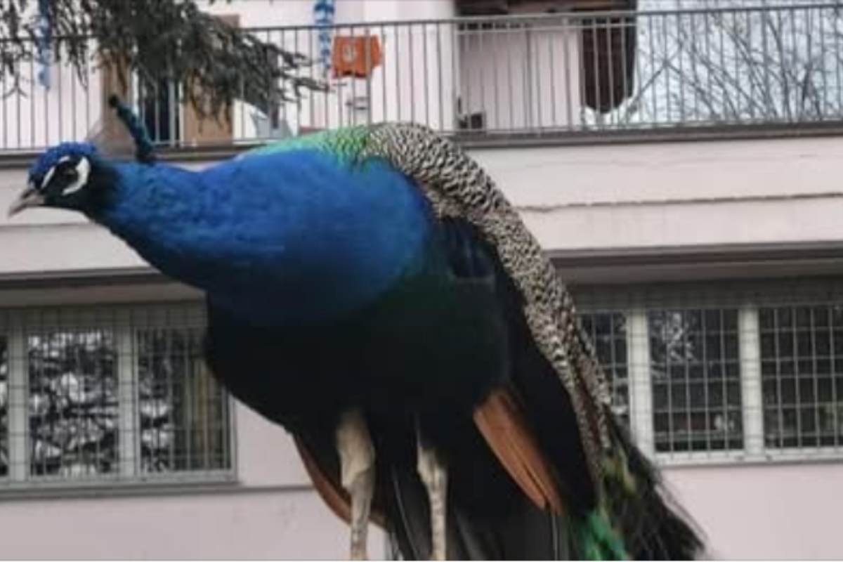 Pavoni colorati e liberi: una mascotte di casa in un borgo emiliano