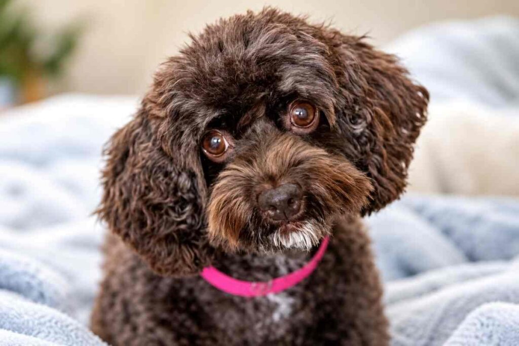 Lola, la cagnolina adottata, salva la vita al suo umano con un gesto di attenzione