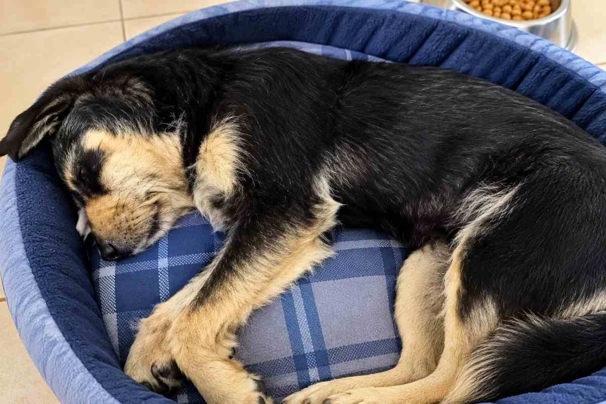 Un cane randagio accompagna pellegrini per 150 km e ritrova il suo umano ai piedi della basilica