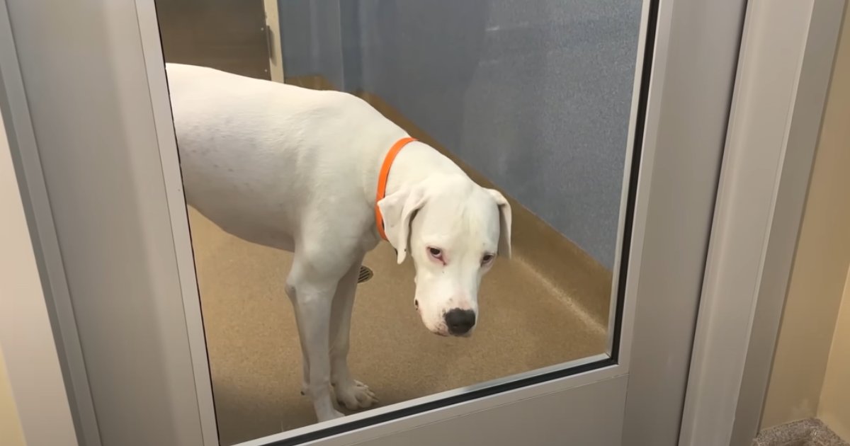 Casper, il cane abbandonato, trova finalmente un nuovo rifugio dopo un lungo viaggio di speranza