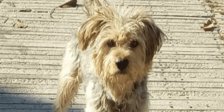 Kiko, il cane scomparso nel tornado, ritrovato a Marsala dopo ore di apprensione