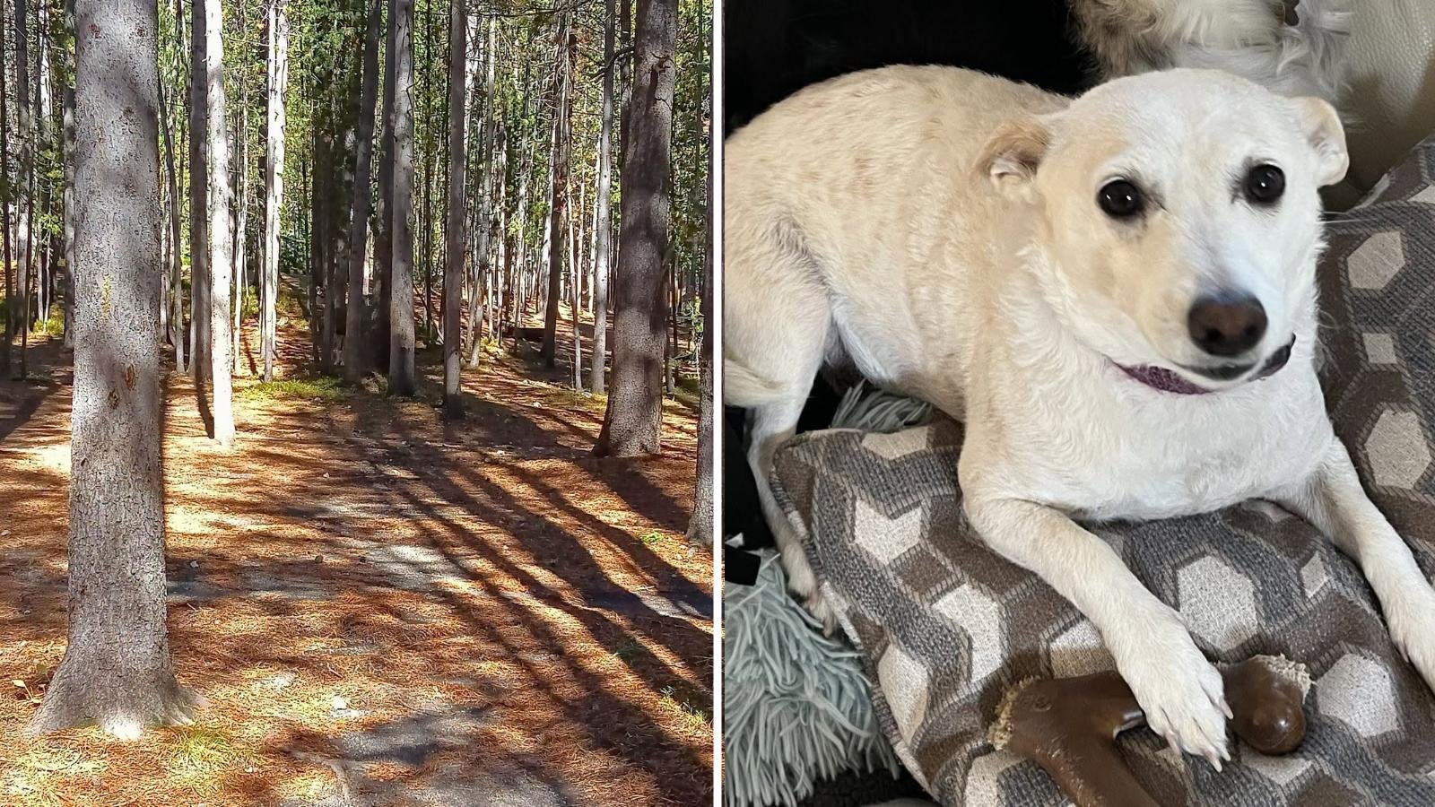 Luna, il cane persa in Yellowstone, continua a essere seguita da un team di soccorso