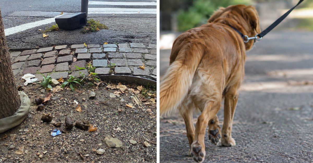 La presenza canina in città diventa un problema: deiezioni e abbandoni segnalati da polizia locale