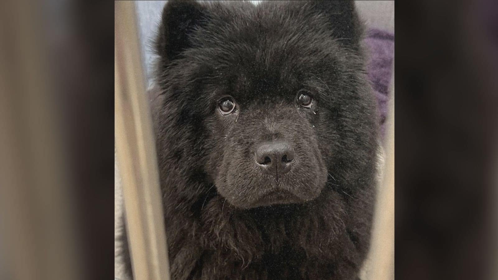 Una Chow Chow di 11 anni ritorna a casa dopo un incontro inaspettato in un rifugio
