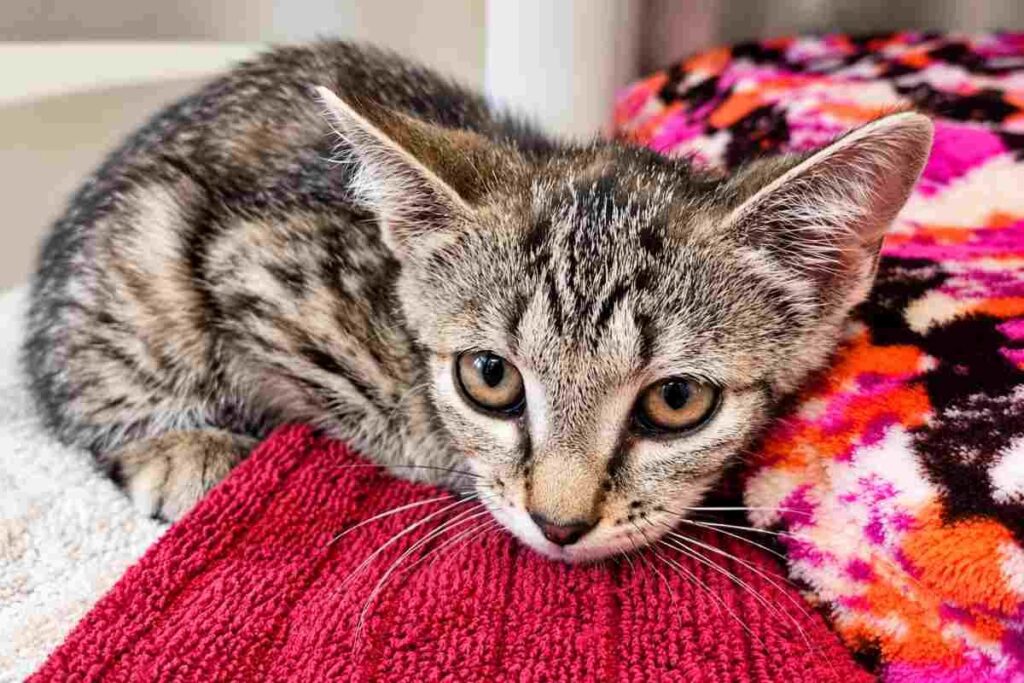 Una gattina sopravvive a una caduta da 36 metri e viene adottata dall’uomo che l’ha salvata